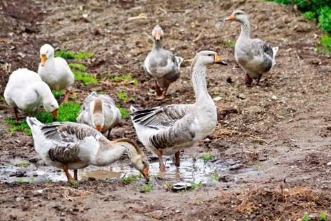 Geese gray on ground with puddle Stock Photos