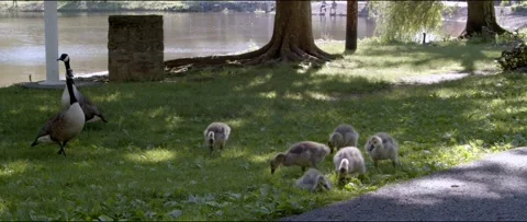 Geese Graze Stock Footage 195918632