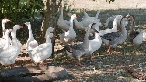 Geese graze in a meadow Stock Footage 79445053