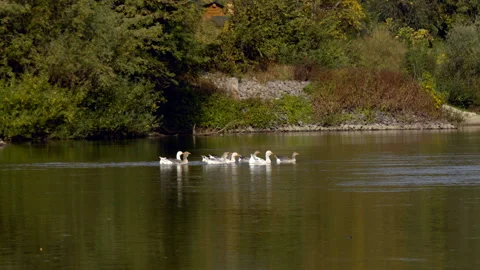 Geese graze in the meadow Stock Footage 99887834