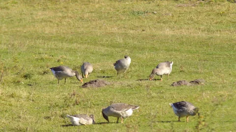 Geese graze in the meadow Stock Footage 99890482