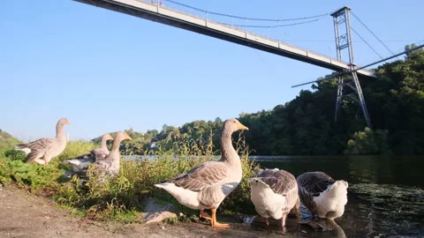 Geese graze under the bridge at sunset Stock Footage 167472229