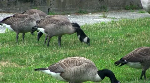 Geese grazing; 3 Stock Footage 12211906