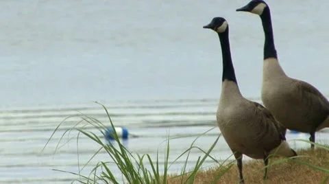 Geese grazing Stock Footage 10174662