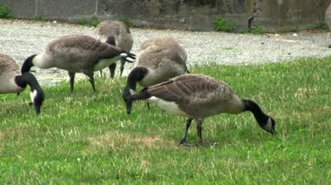 Geese grazing Stock Footage 12211881