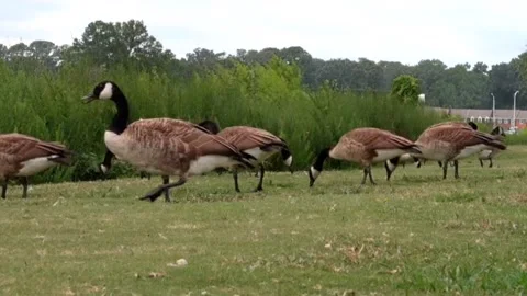 Geese Grazing Stock Footage 202096625