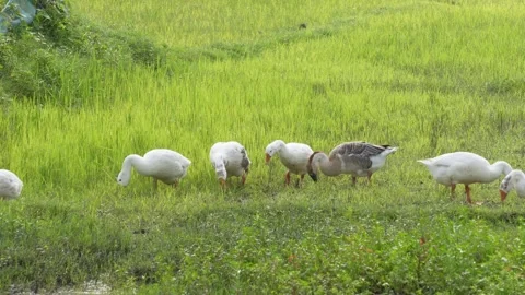Geese Grazing Stock-Footage 340655055