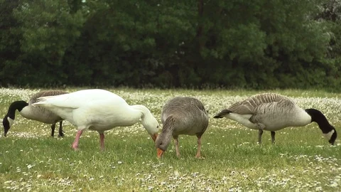 Geese grazing on the grass - close up Stock Footage 89884973
