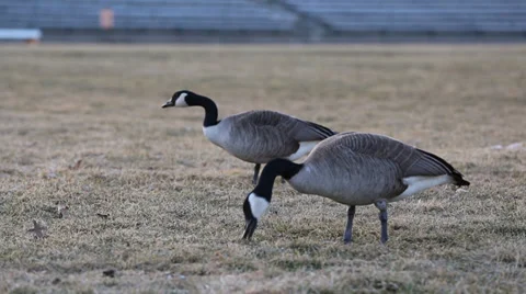 Geese Grazing in Grass Stock-Footage 36029523