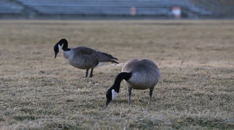 Geese Grazing in Grass Stock Footage 36029573