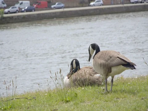 Geese grazing on the grass Stock Footage 76774588