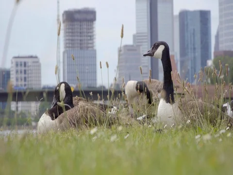 Geese grazing on the grass Vidéo 76777427