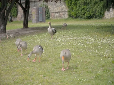 Geese grazing on the grass Stockbeeldmateriaal 76784198