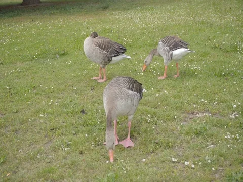 Geese grazing on the grass Stock Footage 76787485