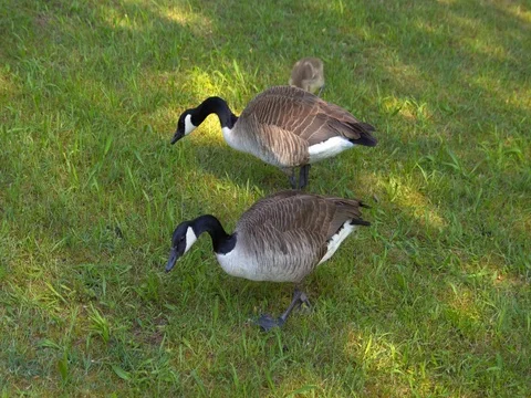 Geese grazing on the grass Vidéo 76788515