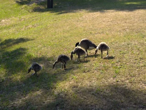 Geese grazing on the grass Vídeos de archivo 76788999