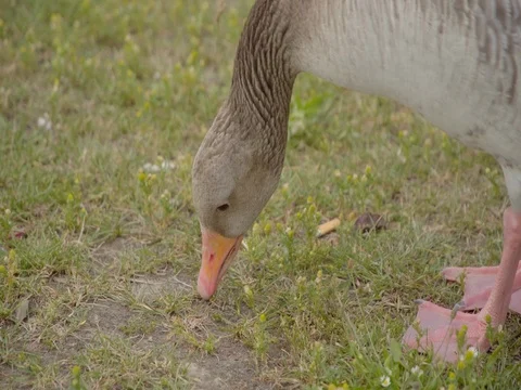 Geese grazing on the grass 库存影片 76792127