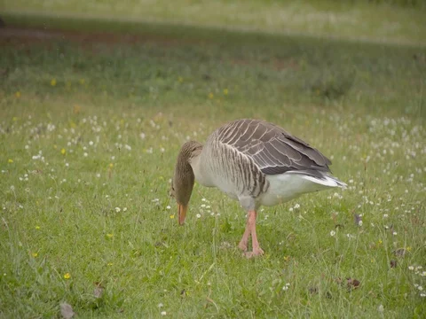 Geese grazing on the grass 動画素材 76815501