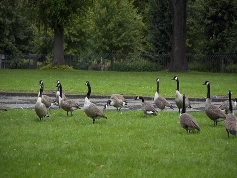 Geese grazing on the grass Stock Footage 81557819