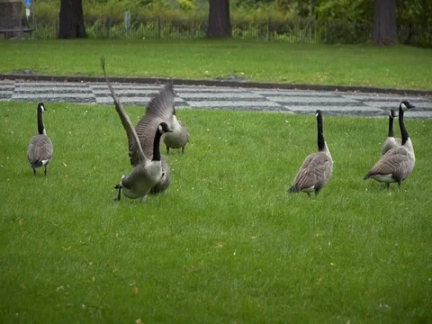 Geese grazing on the grass Video stock 81558354
