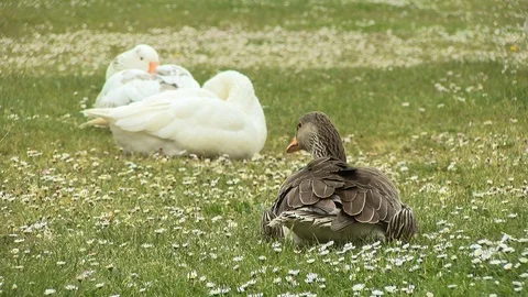 Geese grazing on the grass Stock Footage 89920421
