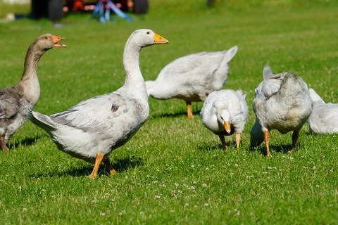 Geese grazing Stock Photos