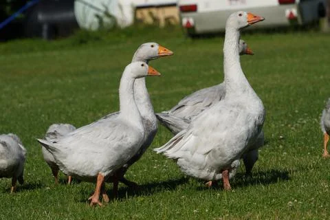 Geese grazing Stock Photos