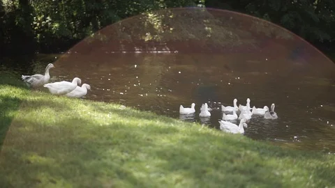 Geese on the green grass down to the river Stock Footage 99768383