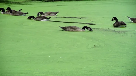 Geese on a Green Pond Video stock 40199281
