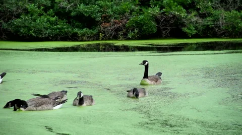 Geese on a Green Pond Stock Footage 40202725