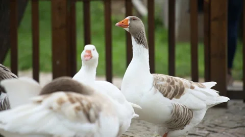 Geese Group In The Park Stock Footage 65580466