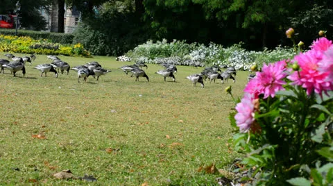 Geese guest in a park Stock Footage 26649894