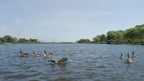 Geese in the hamptons 動画素材 115757012