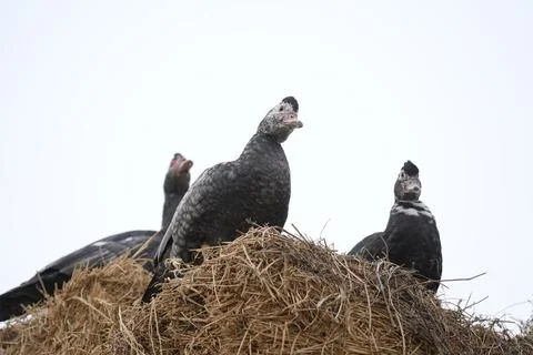 Geese on a haystack in the village  Stock Photos