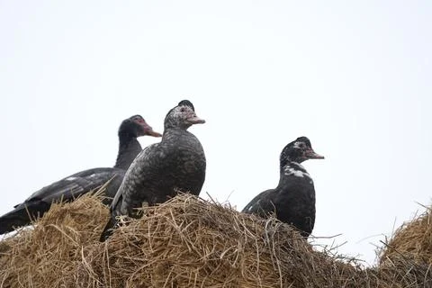 Geese on a haystack in the village  Stock Photos