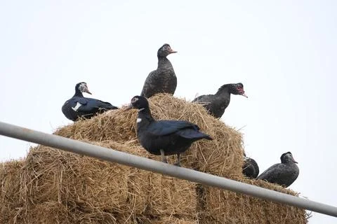Geese on a haystack in the village  Stock Photos