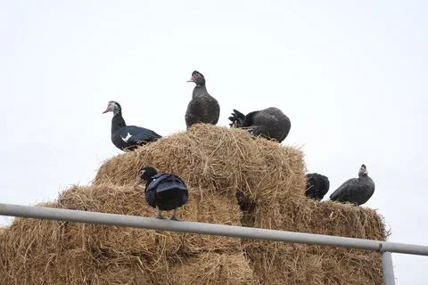 Geese on a haystack in the village  Stock Photos
