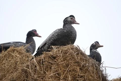 Geese on a haystack in the village Stock Photos