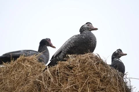 Geese on a haystack in the village  Stock Photos