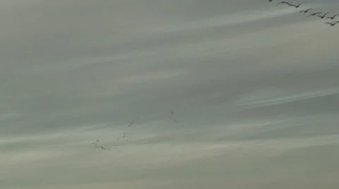 Geese Heading South Stock Footage 54735208
