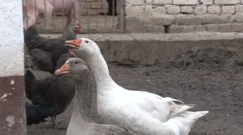 Geese honk in the yard Stock-Footage 47872231