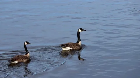 Geese Honking on River - 10 sec Stock Footage 131476091