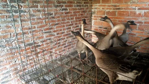 Geese in house 4K Video stock 72607789