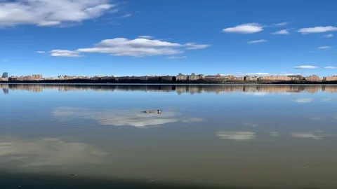 Geese on Hudson River - Vertical Stock Footage 129053043