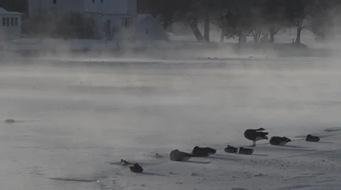 Geese on ice Stock Footage 33895217