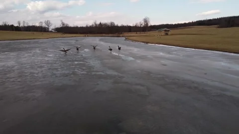 Geese on ice Stock Footage 266182299