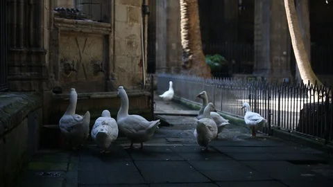 Geese inside Cathedral Stock Footage 108665428