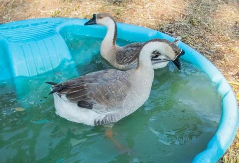 Geese-in-kiddie-pool Stock Photos