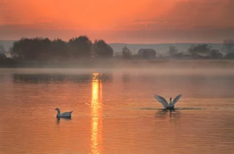 Geese on the lake at dawn Stock Photos
