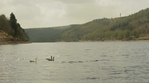 Geese on a lake Stock Footage 23916363
